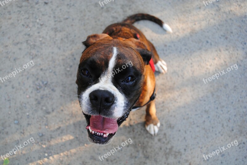 Dog Boxer Animal German Boxer Pet