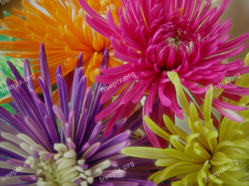 Fun Colorful Background Mums Happy