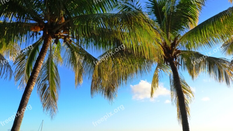 Palm Trees Coconut Coconut Tree Summer Mauritius