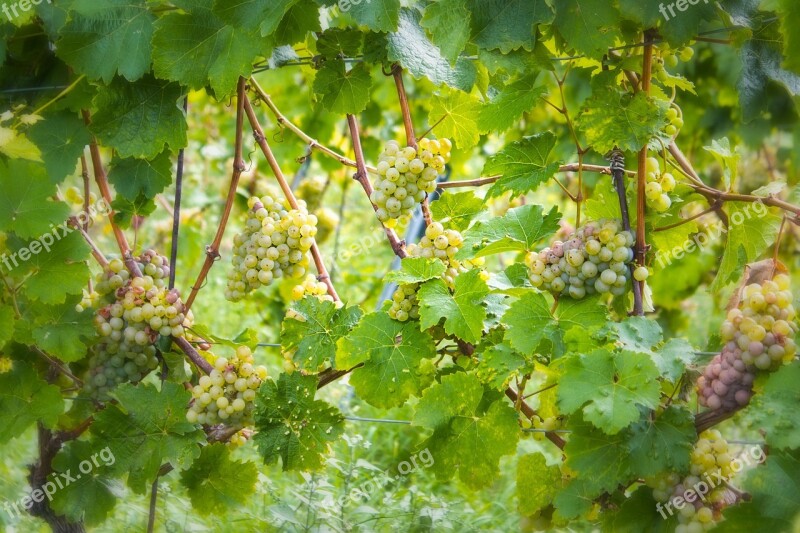 Wine Grapes Green Vintage Cultivation