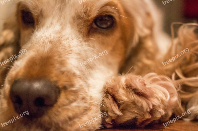 Dog Cocker Pet Cocker Spaniel Spaniel