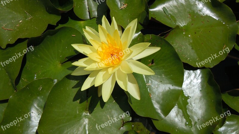 Water Lily Yellow Flower Nature Bermuda Free Photos