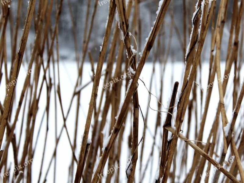 Reed Straw Hay Winter Snow