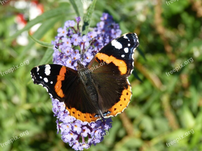 Butterfly Floriade Flower Free Photos