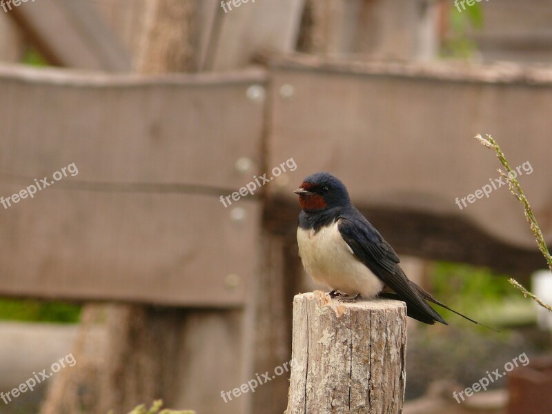 Bird Tit Small Bird Nature Animals