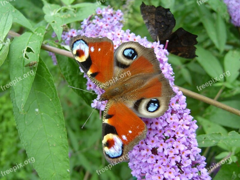 Peacock Butterfly Butterfly Wing Lilac Purple