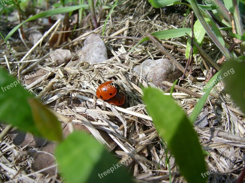 Ladybug Red Act Pairing Dry