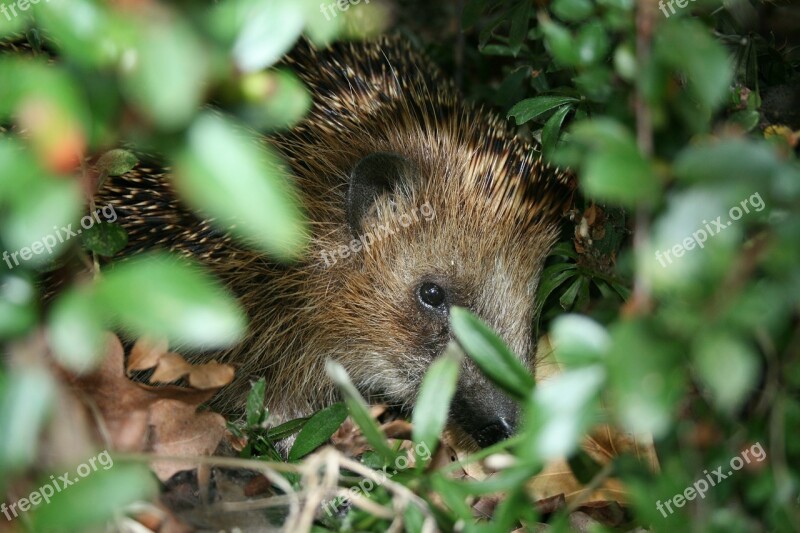 Hedgehog Nature Animal Spur Nocturnal