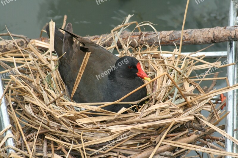 Moorhen Common Moorhen Wing Feather Black