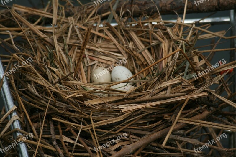 Moorhen Common Moorhen Nest Water Bird Young Bird