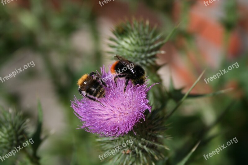 Bumblebees Thistle Spur Flower Beautiful