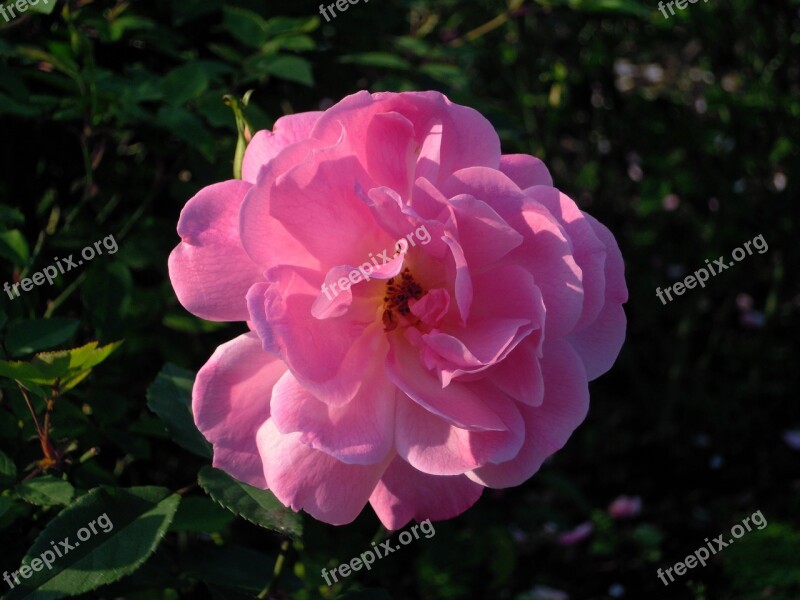 Rose Rosa Multiflora Pink And Purple Taipei Free Photos