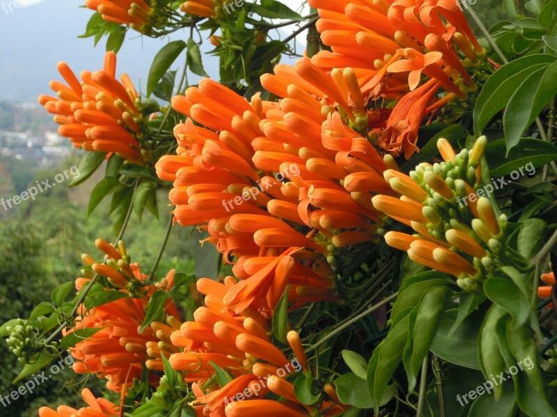 Firecracker Flower Sea Of Flowers Golden Coral Firecracker Vine Free Photos