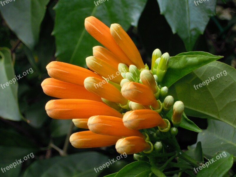 Firecracker Flower Golden Coral Taipei Firecracker Vine Free Photos