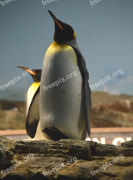 Penguin Bird Wildlife Animal Arctic