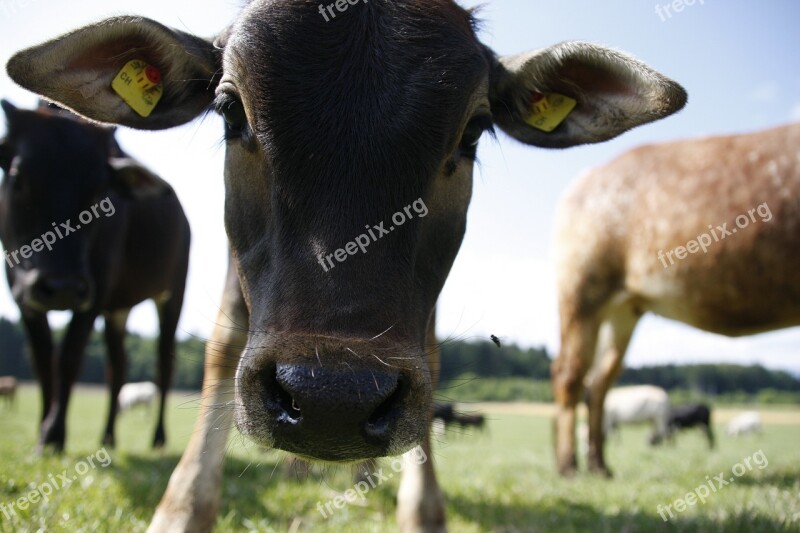 Calf Zebu Cow Pasture Free Photos