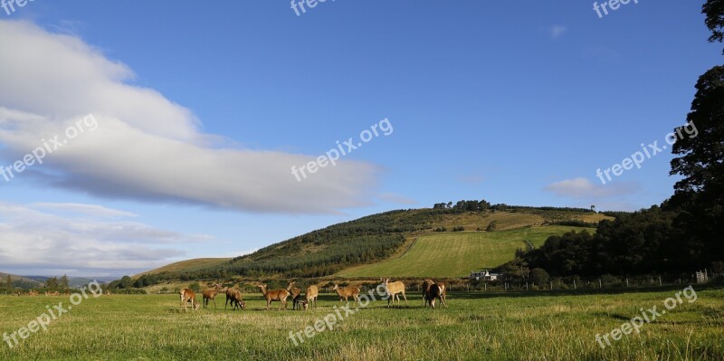 Hirsch Pasture Scotland Free Photos