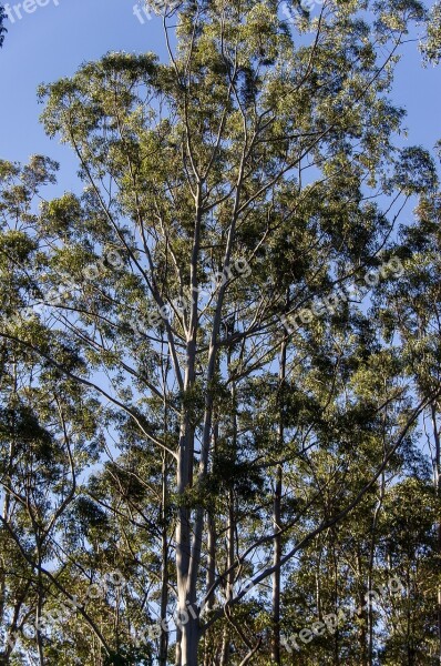 Gum Trees Eucalypts Green Native Subtropical