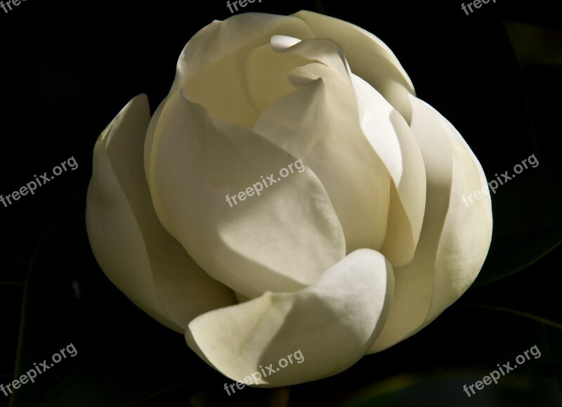 Magnolia Flower Bloom Cream White