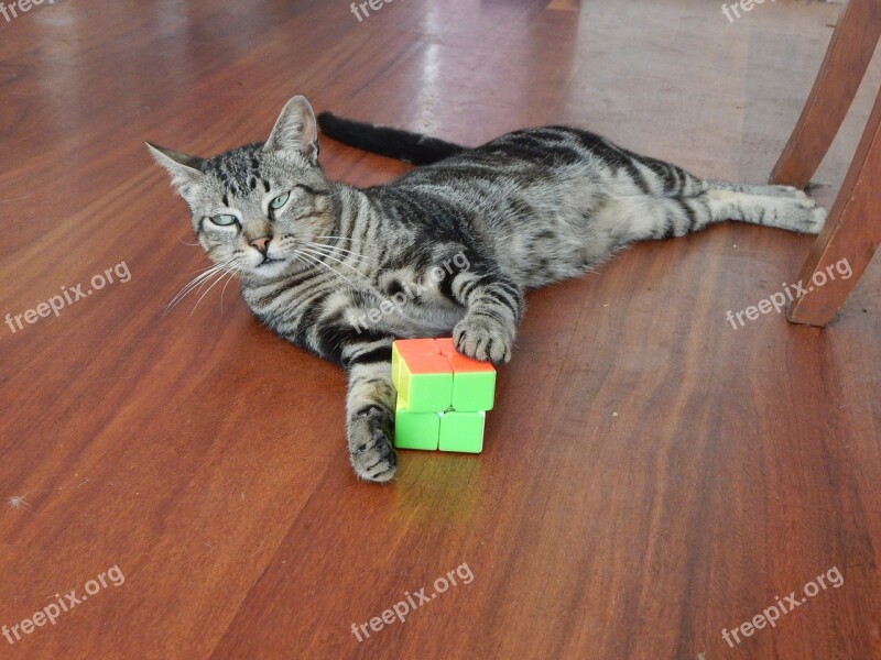 Cat Pet Cube Free Photos