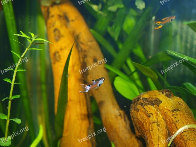 Aquarium Fish Animals Nature Water