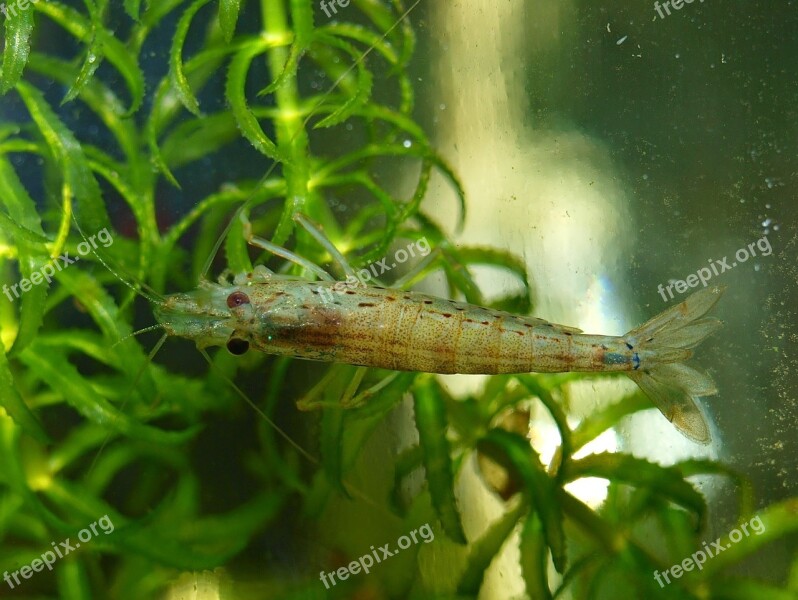 Aquarium Prawns Invertebrates Fresh Water Fish Free Photos