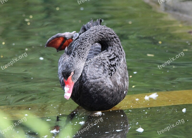 Mourning Swan Cygnus Atratus Black Swan Species Genus