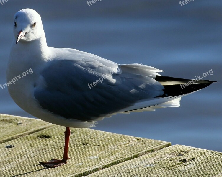 Black Headed Gull Bird Chroicocephalus Ridibundus Gulls Water Bird