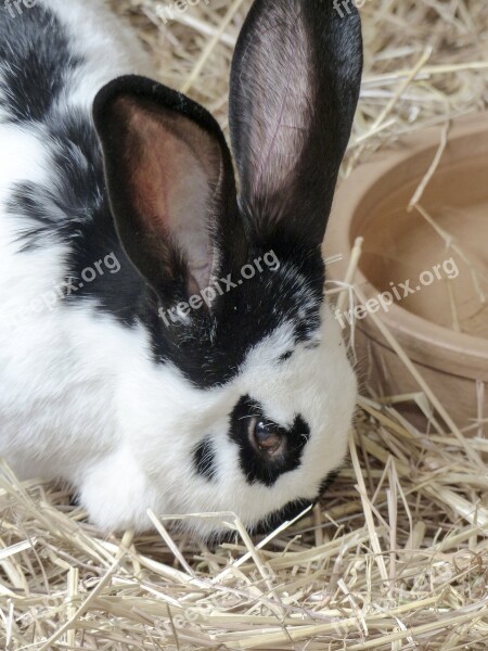 Black White Bunny Jack Rabbit Long Eared