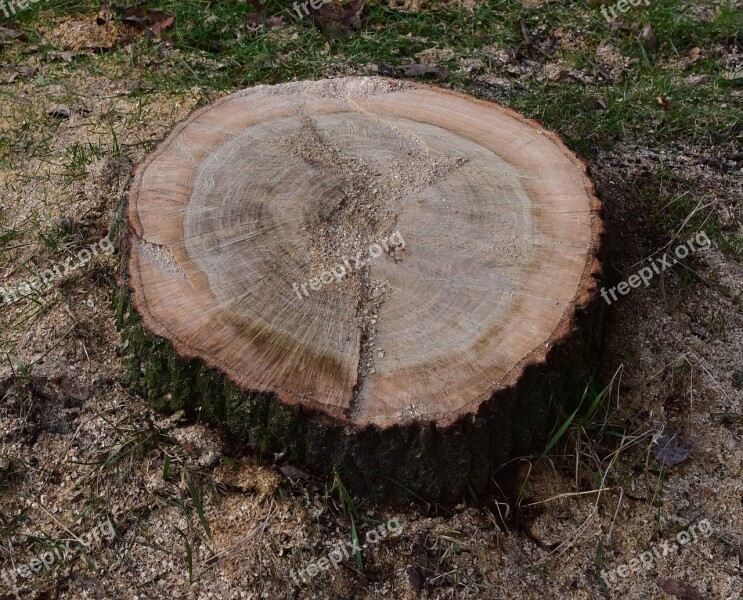 Tree Stump Annual Rings Nature Wood Like