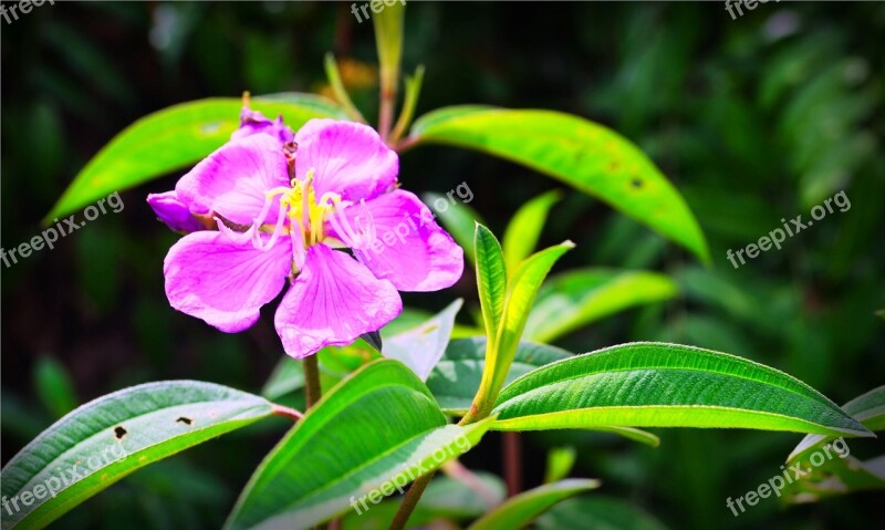 Melastoma Plant Flower Nature Flora