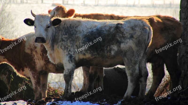 Cow Beef Calf Backlighting Farm