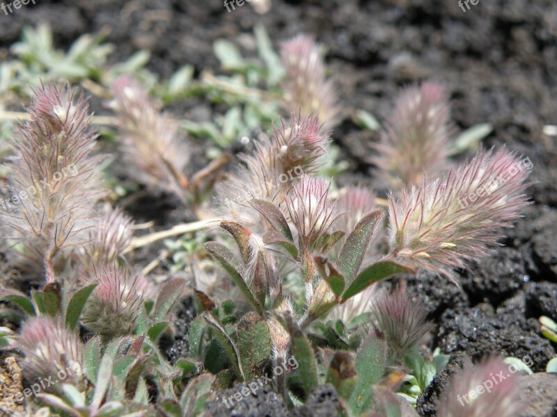 Flora Flowers Etna Sicily Plant