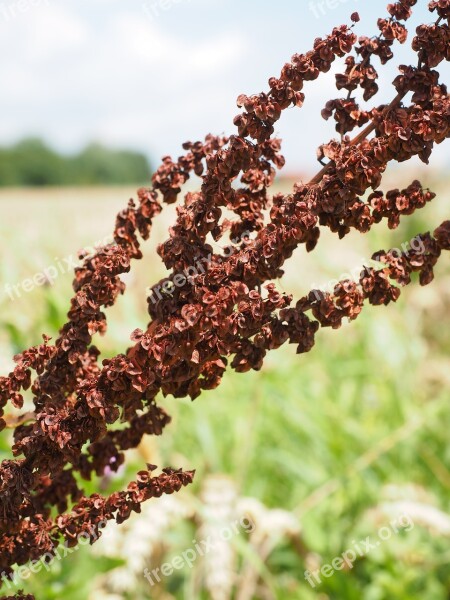 Meadows Sauerampfer Sorrel Inflorescence On The Vine Red