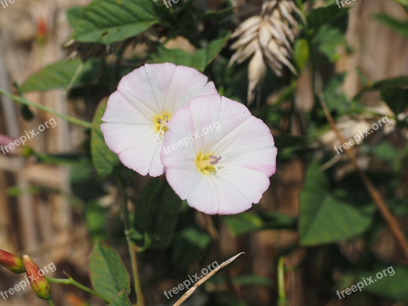 Bindweed Flower Blossom Bloom Pink