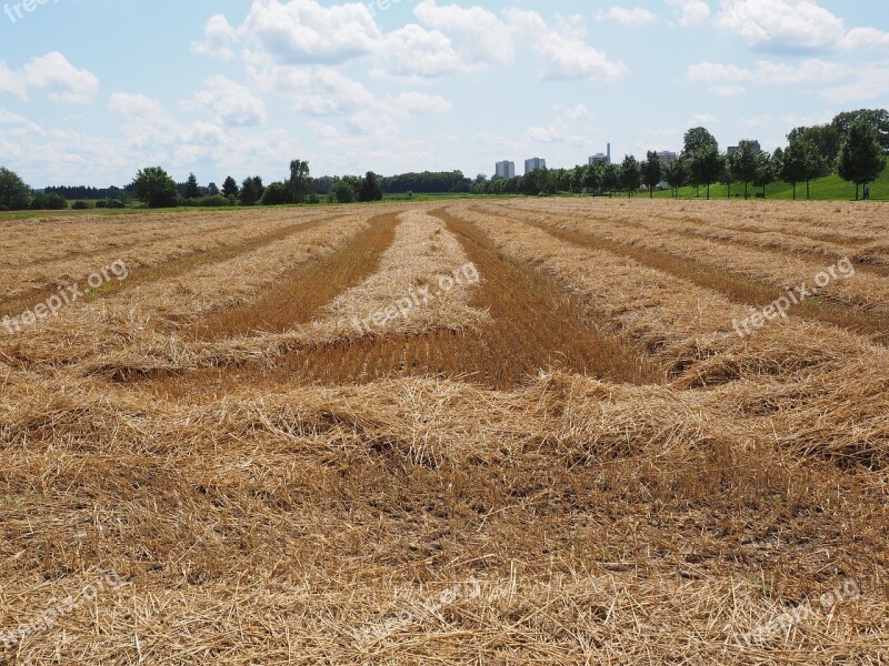 Field Wheat Field Cornfield Harvested Harvest