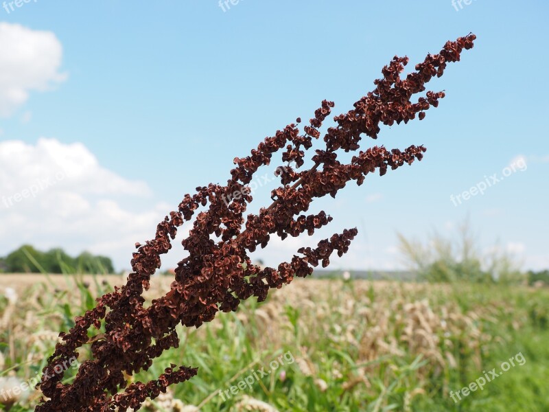 Meadows Sauerampfer Sorrel Inflorescence On The Vine Red