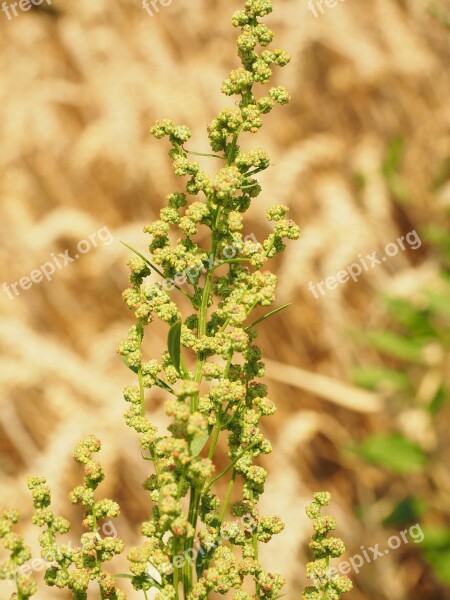 Meadows Sauerampfer Sorrel Inflorescence On The Vine Green