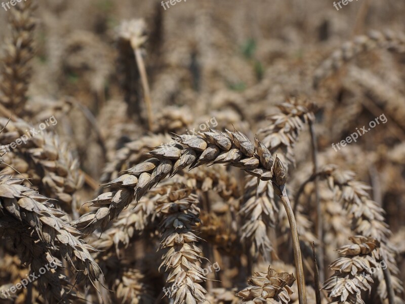 Wheat Spike Cereals Grain Field