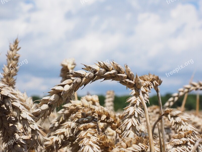 Wheat Spike Cereals Grain Field