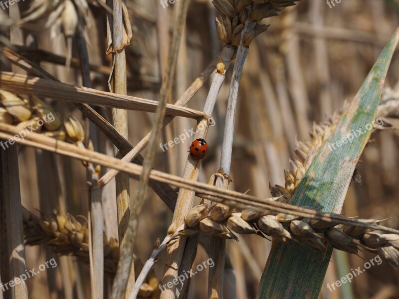 Ladybug Beetle Siebenpunkt Coccinella Septempunctata Coccinella