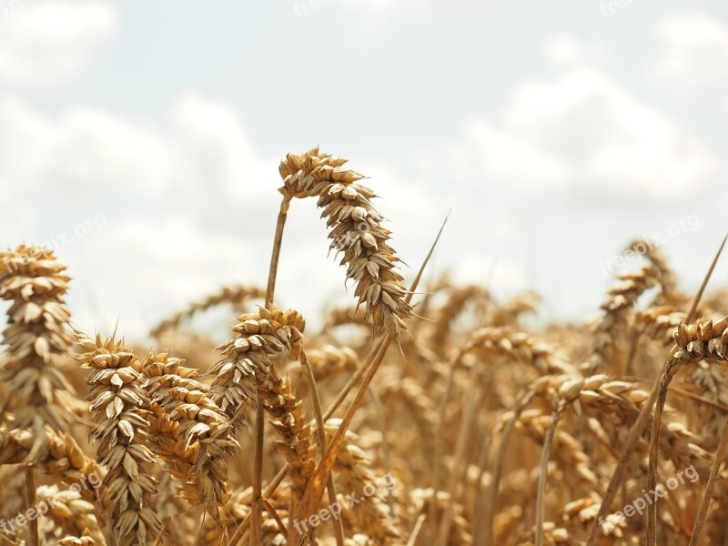 Wheat Spike Cereals Grain Field