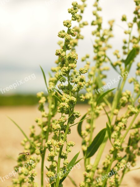 Meadows Sauerampfer Sorrel Inflorescence On The Vine Green