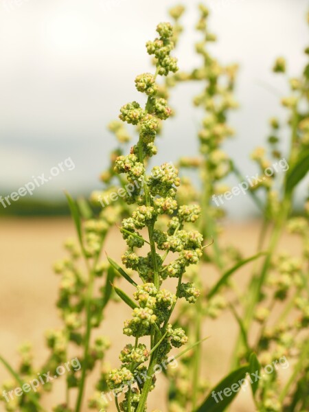 Meadows Sauerampfer Sorrel Inflorescence On The Vine Green