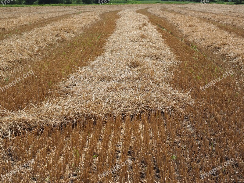 Field Wheat Field Cornfield Harvested Harvest