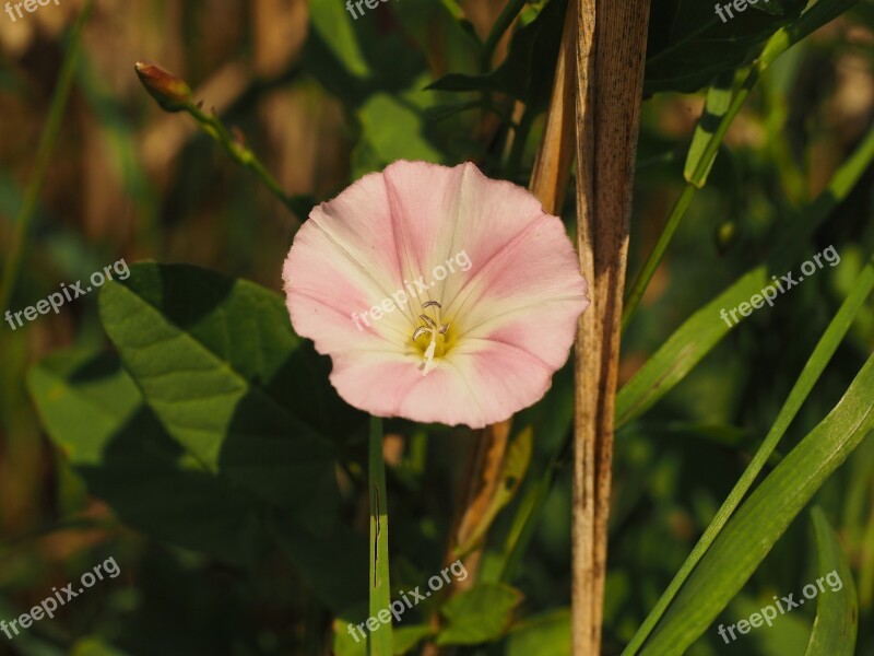 Bindweed Flower Blossom Bloom Pink