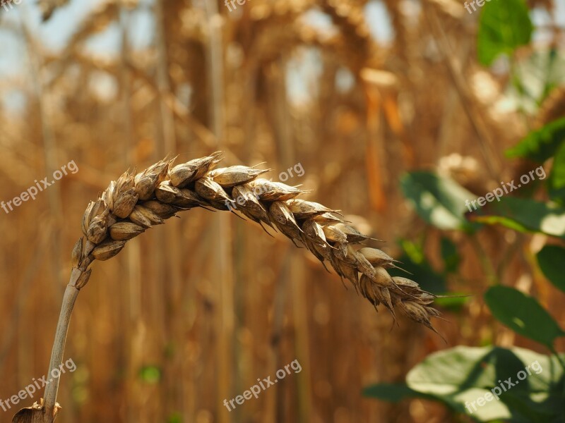 Ear Wheat Cereals Grain Field