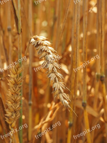 Wheat Golden Yellow Honey Yellow Yellow Ripe