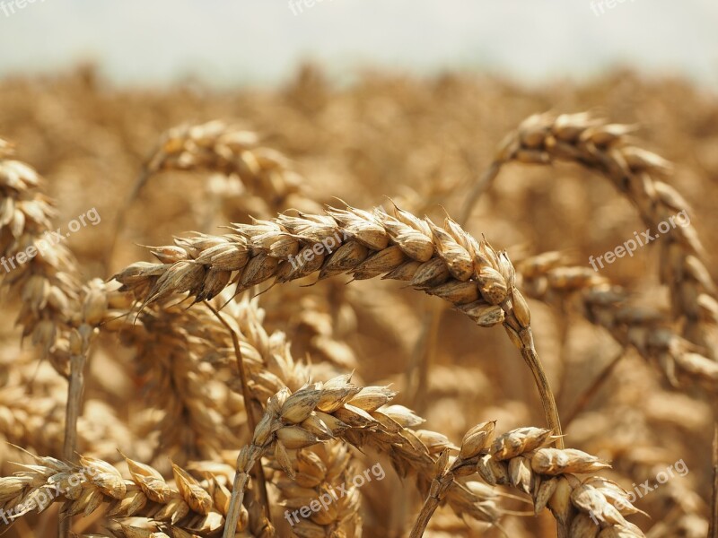 Wheat Spike Cereals Grain Field