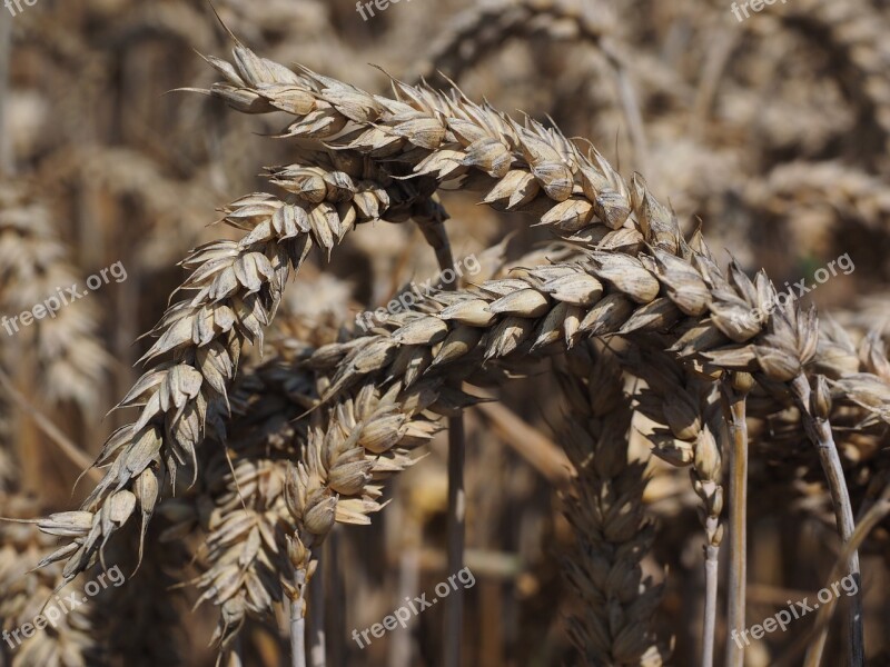 Wheat Spike Cereals Grain Field